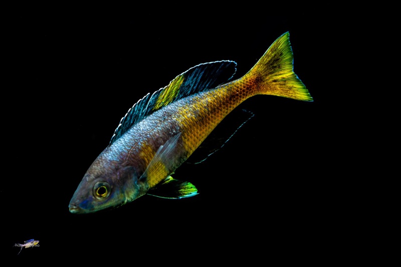 Cyprichromis sp. 'brilliant jumbo' Kitumba